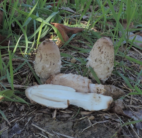 Fungo su spartitraffico